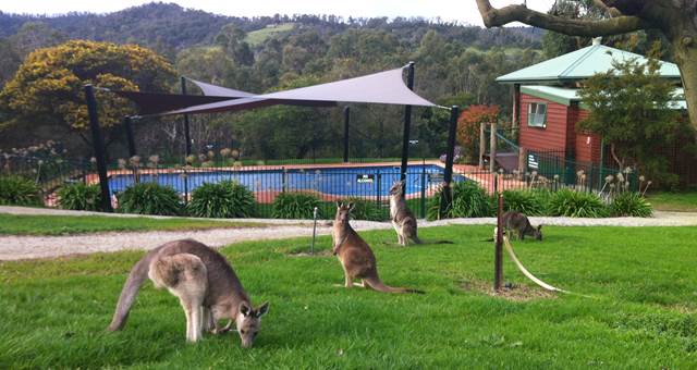 1b pool  w kangaroos