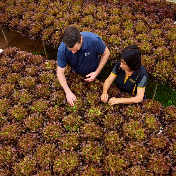 Cairns Convention Centre Celebrates Local