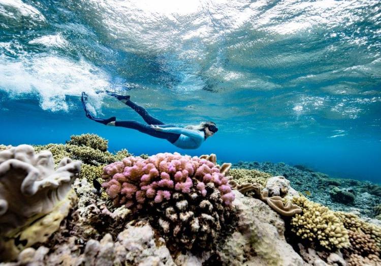 MDelegates giving back to Great Barrier Reef